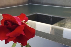 Red Rose On Reflecting Absence Memorial Pool, 9-11 National Memorial Site