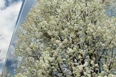The Survivor Tree and 1 WTC