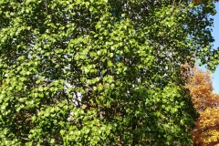 The Survivor Tree in Autumn
