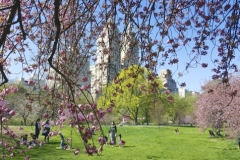 Vibrant Colors Of Central Park In Spring