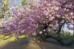 Colorful Pink Blooms Abound Everywhere In Central Park Each Spring