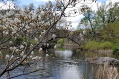 Gapstow Bridge In Spring