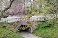 Springtime In The Park