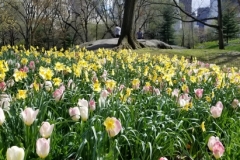Tulip Field