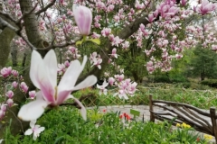 Pink Magnolia At The Shakespeare Garden