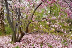 Magnolia Tree-Pink Blossoms