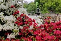 Bethesda Fountain Thru Vibrant Azaleas