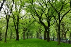 Beautiful American Elm Trees On The Mall