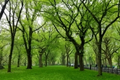 Beautiful American Elm Trees On The Mall