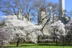 Spring Arrives In Central Park