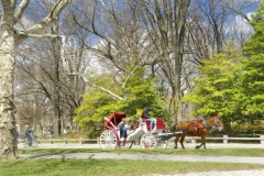 Hansome Cab Ride Through Central Park In Spring