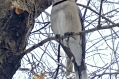 Lots Of Bluejays Call Central Park Home