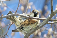 One Of Central Park's Many Bird Species-Seen On A Winter's Day