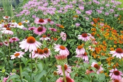 Colorful Landscape Of High Line Prairie Flowers