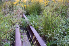 Former Railroad Tracks Mixed With Lush Foliage-High Line Park