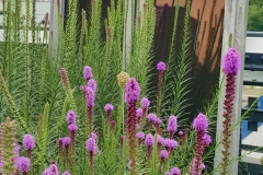High Line Art-Andro Wekua-The Window-With Prairie Blazing Star Liatris (Pycnostachya) Perennial Flowers In Foreground