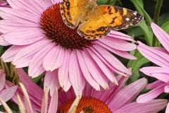 High Line-Moth Atop Pink Coneflowers