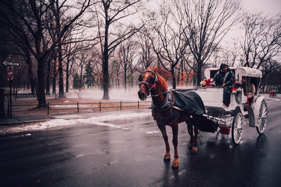 horse-drawn carriages